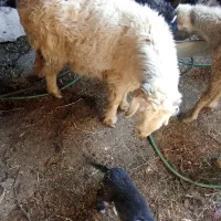 میش گلونی وکهره نرتخمی|حیوانات مزرعه|درودزن, |دیوار