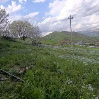 زمین با درختان پسته سه ساله برای  خانه باغ