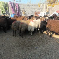 حیوانات مزرعه