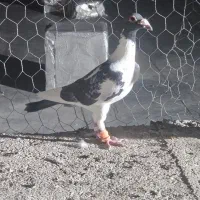 مگس عطیقه و ابلغ مگس بغدادی کفتر خوش استیل|پرنده|ایرانشهر, |دیوار