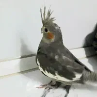 جوجه عروس هلندی ۸ماه تن نخورده