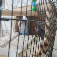 طوطی برزیلی