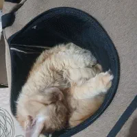 توله گربهای ۱۰ ماهه و ۵ ماهه واسه واگذاری و فروش