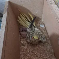 عروس با جوجه|پرنده|بندر ماهشهر, |دیوار