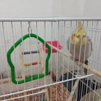 عروس هلندی نر سخن گو 6ماهه