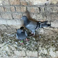 کبوتر|پرنده|کارون, |دیوار