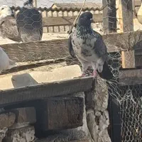 کبوتر کفتر پرشی
