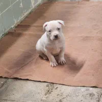 داگو ماستیف|سگ|بومهن, |دیوار