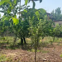 فروش زمین ۵۰۰ متری در جابان