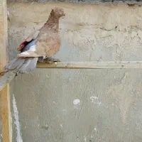 کفتر رنگی زردی دم سفید مهر  و زردی|پرنده|قم, شاه سید علی|دیوار