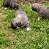 توله سگ قفقازی کیفیت بالا نر و ماده