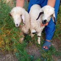 بره نر