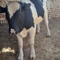 فروش گاو نر ۴۵۰ تا ۵۰۰ کیلو