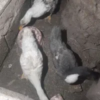 با سلام ۳عدد اردک معاوضه با مرغ محلی
