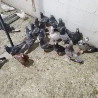 کفتر پلاکی غریب پرشی