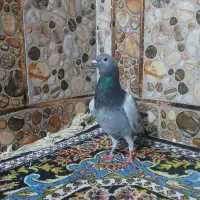 یک بچه پلاکی پدر مادرش نشسته