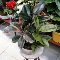 بنسای جنسینگ/بنسای فیکوس/گل آپارتمانی گیاه|گل و گیاه طبیعی|فردیس, فردیس|دیوار