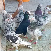 دسته کفتری سرور