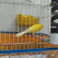 جفت قناری رسمی بلند