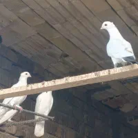 اردک|حیوانات مزرعه|قم, بنیاد|دیوار