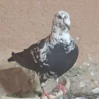 ماده بزک‌ پلاکی و شهری و پشتی پلاکی