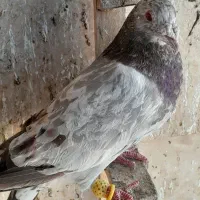 کبوترپرشی|پرنده|مشهد, امیریه|دیوار