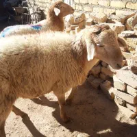 بز و بزغاله جوان .گوسفند وشیشک چاق|حیوانات مزرعه|قزوین, |دیوار