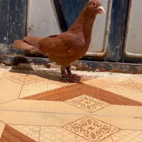 سرخ کرمانی ستا نر سینه ای
