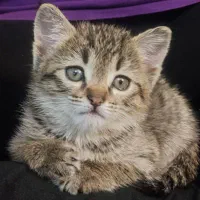 واگذاری گربه dsh دوماهه