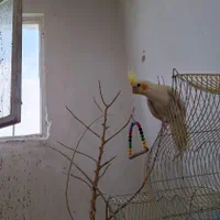 عروس هلندی سفید و طوسی گم شده