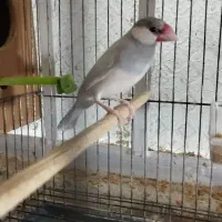 مجسمه|مجسمه، تندیس، ماکت|زابل, |دیوار