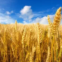 زمین کشاورزی