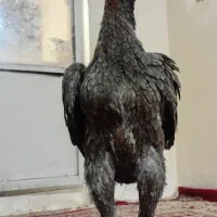 مرغ لاری طوس