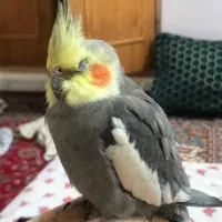 عروس هلندی گمشده مژدگانی