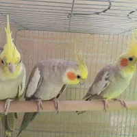 سه عدد عروس هلندی