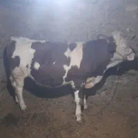 گوساله نرو ماده|حیوانات مزرعه|دهگلان, |دیوار