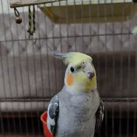 عروس هلندی|پرنده|خمینیشهر, |دیوار