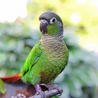 گیرینچیک نرمال