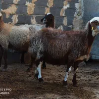 ۱۲راس میش آبستن گوسفند بره قوچ میش بره دار داشتی|حیوانات مزرعه|مشهد, اروند|دیوار