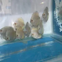 دیسکس|ماهی|فردیس, شهرک ۱۱۰|دیوار