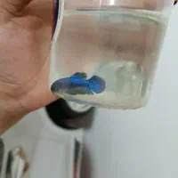 ماهی فایتر نر و ماده|ماهی|تبریز, |دیوار