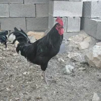 خروس محلی