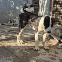 توله آلابای