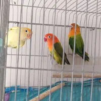 طوطی|پرنده|فسا, |دیوار