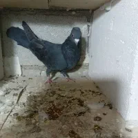 کبوتر پرنده|پرنده|بستان آباد, |دیوار