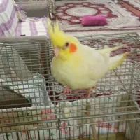 عروس هلندی ۵۵ روزه