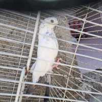 تهرانی گره