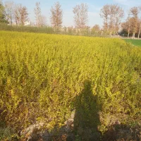 نهال انازشاهزاده علی اکبر دونه مشکی