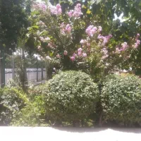 انجام کارهای فضای سبزوباغبانی|خدمات باغبانی و درختکاری|هشتگرد, هشتگرد قدیم|دیوار