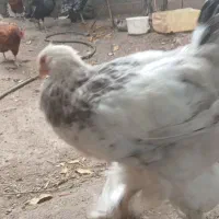 گلین مرندی برهما قلم سیاه